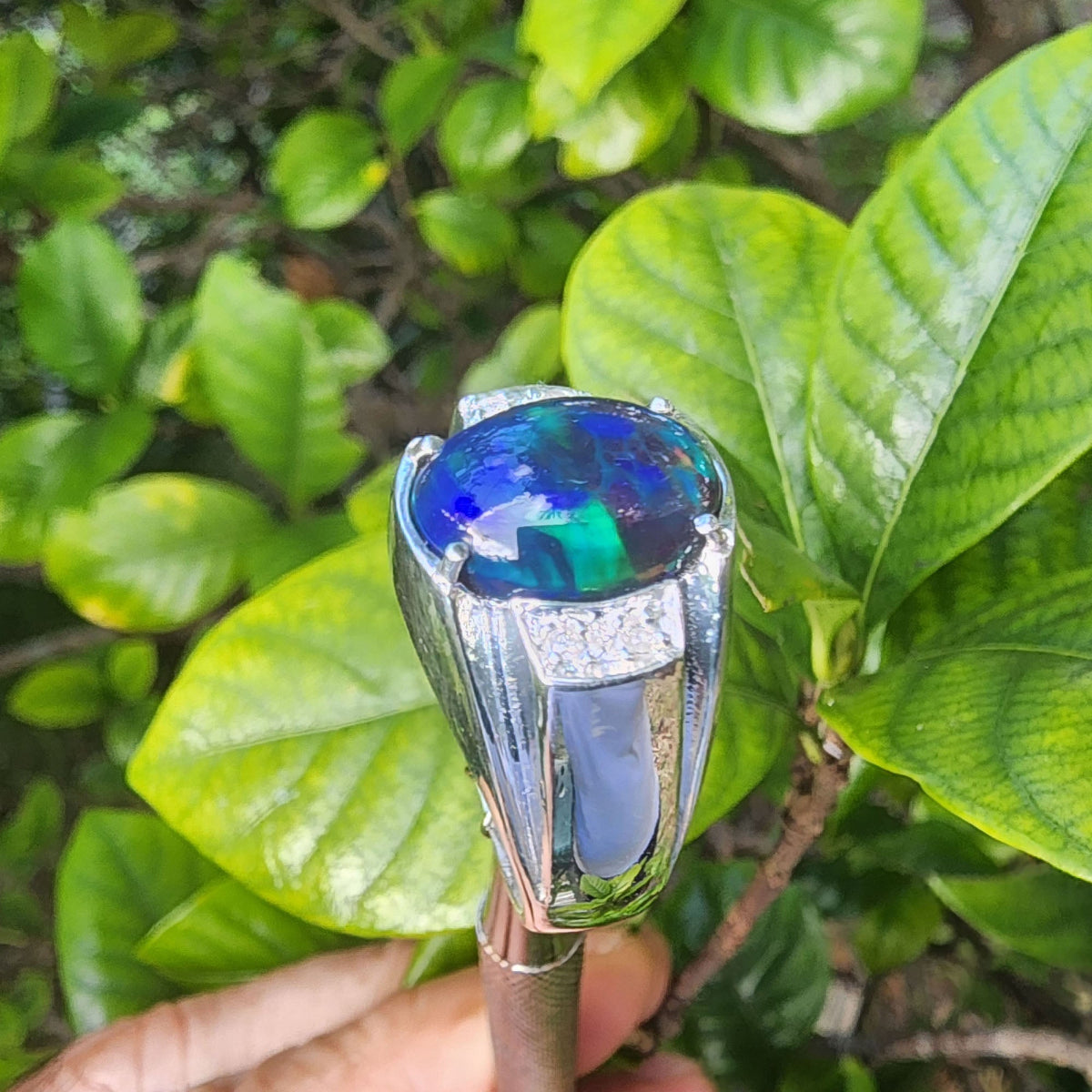 A men's black opal sterling silver ring in held against green leaves