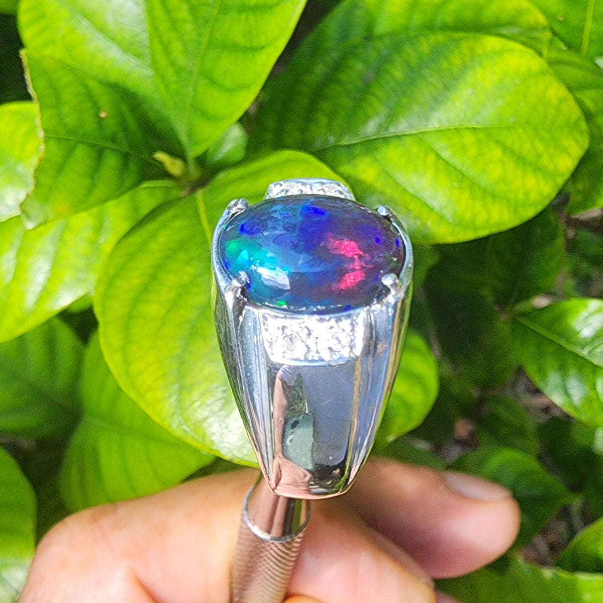 Silver ring for men with a colorful Ethiopian black opal held against green leaves