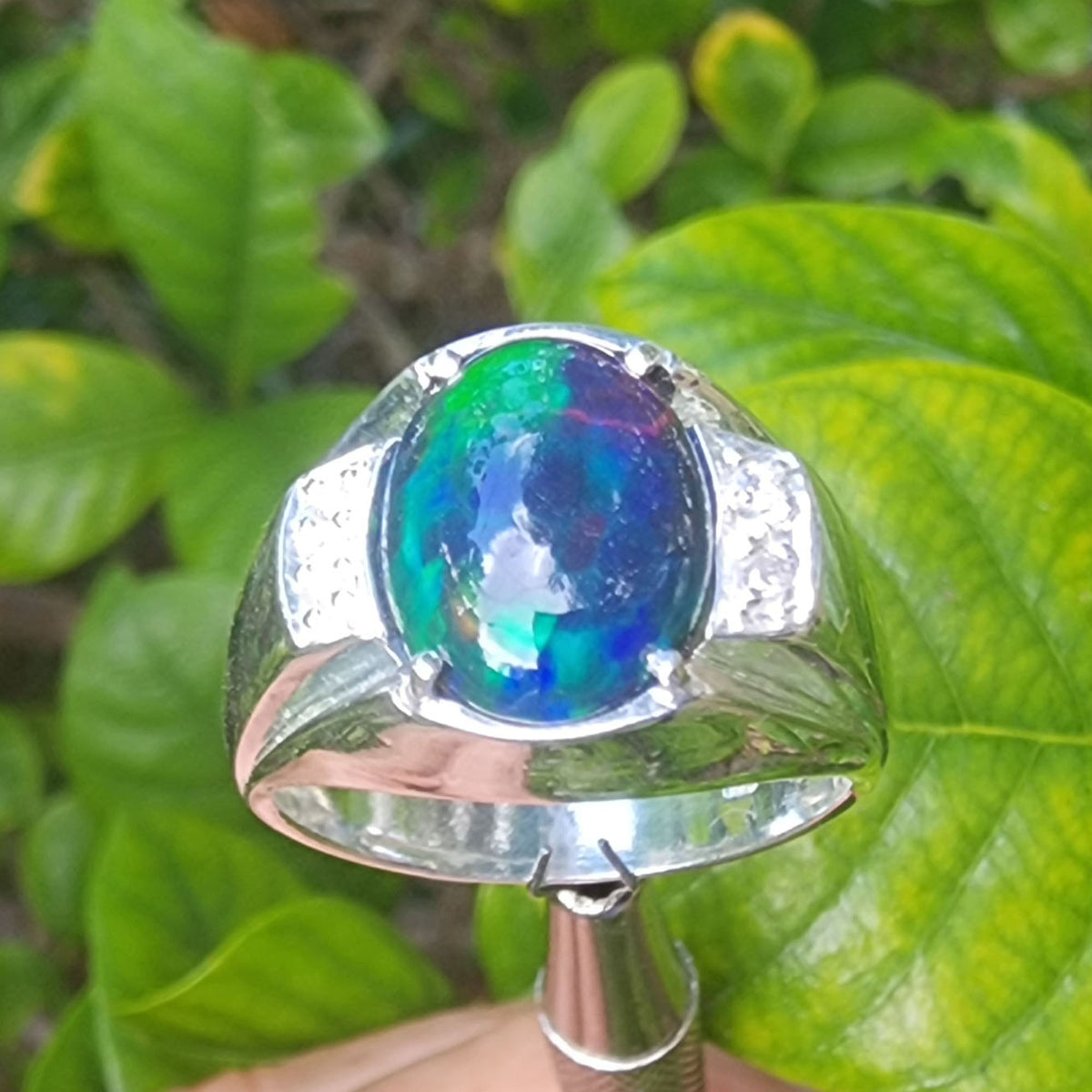 Men's Silver ring with a Welo Ethiopian black opal held against green leaves