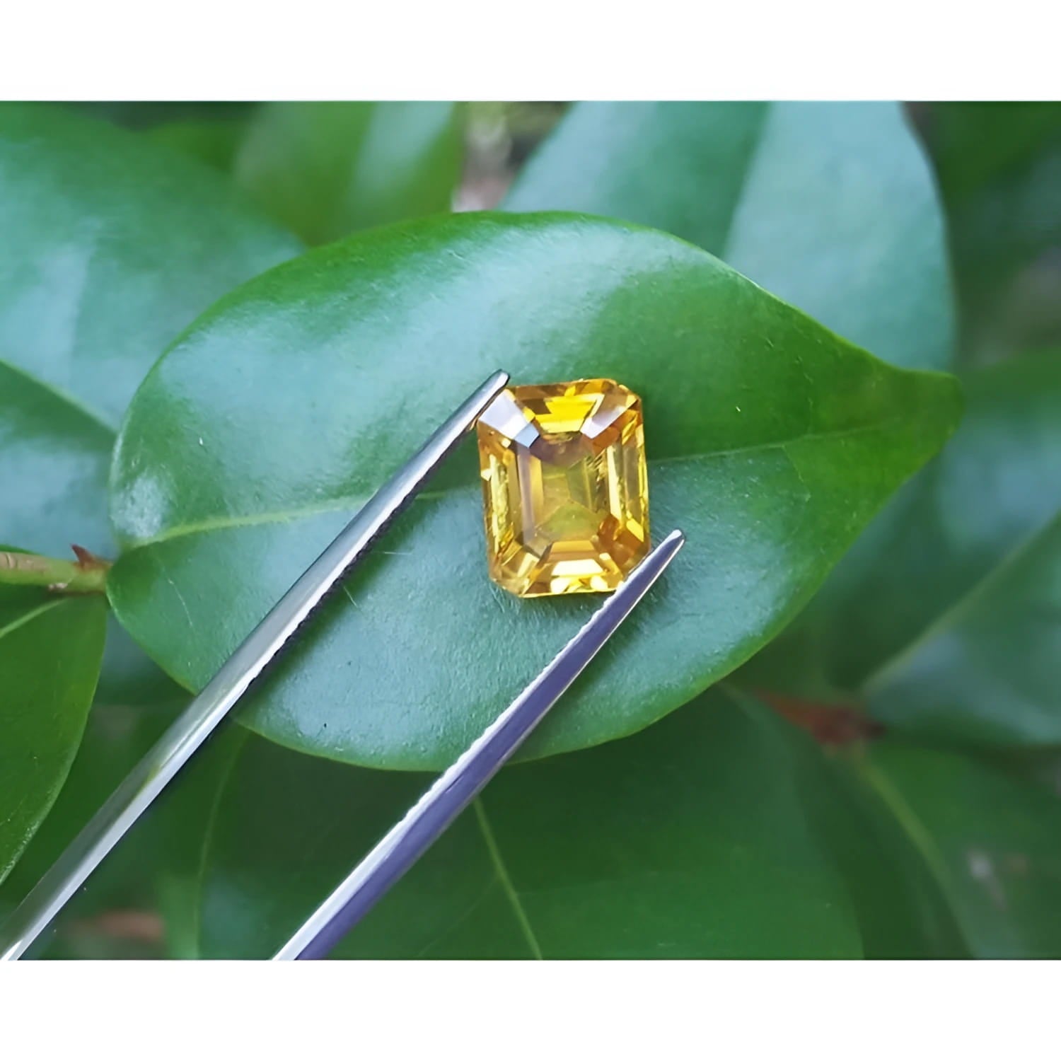 3.75 ct. vivid yellow emerald-cut sapphire held by tweezers on a green leaf.