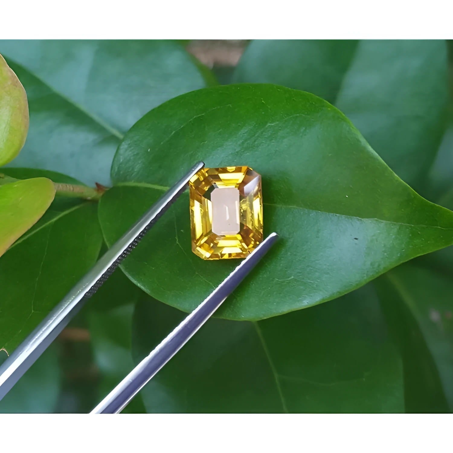 3.75 ct. vivid intense yellow emerald cut sapphire held by tweezers on a green leaf.