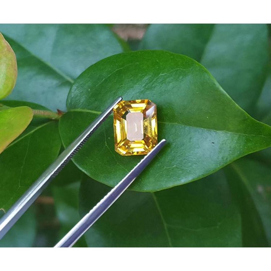 3.75 ct. vivid intense yellow emerald cut sapphire held by tweezers on a green leaf.