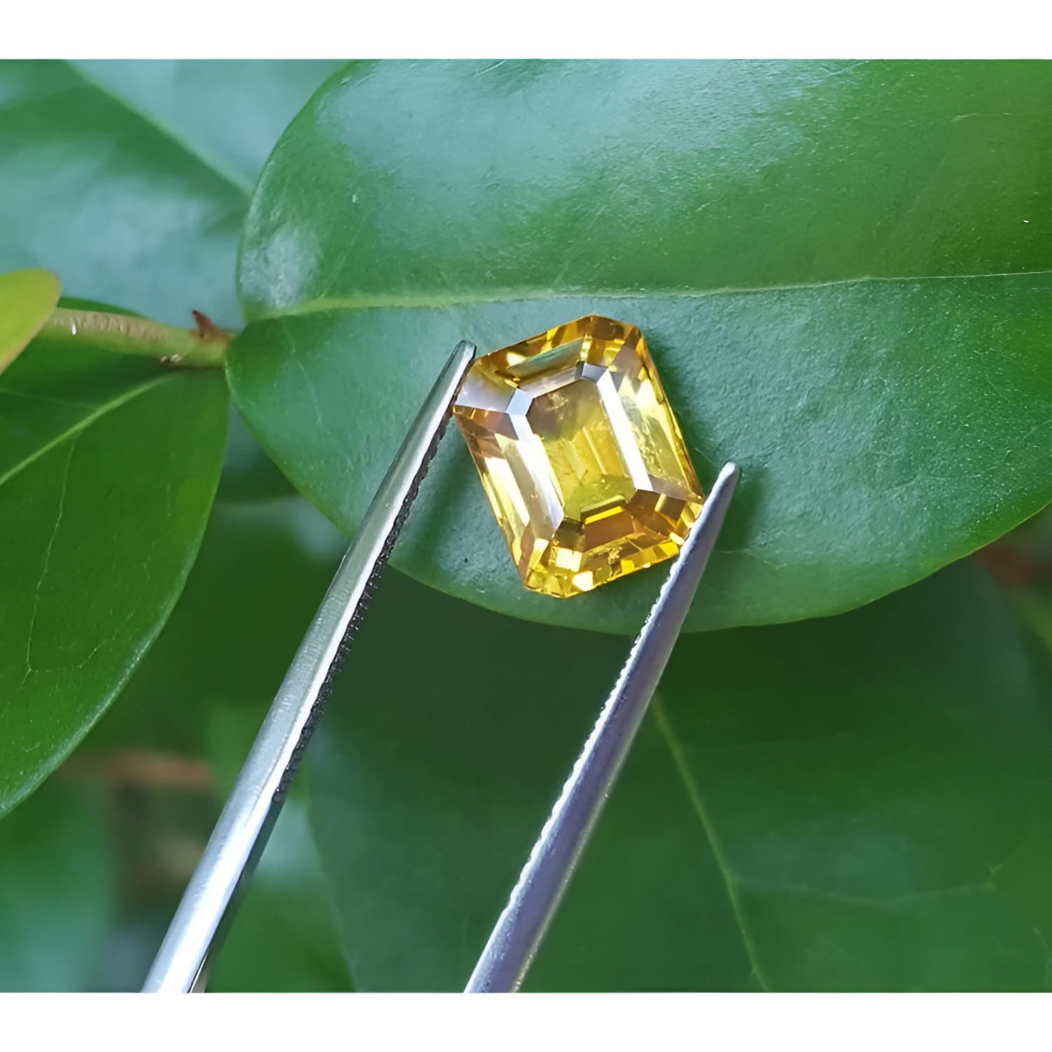 3.75 ct. vivid yellow emerald-cut sapphire held by tweezers against green leaves.
